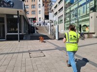 Leistungstrail in Minden Suchhund Fayelyn läuft zielstrebig auf die Martinitreppe zu