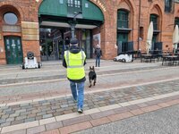 Hamburg Hafencity Suchhund Yukon läuft zielstrebig zum Eingang des maritimen Museums