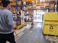 Im Lager von Nowy Styl Suchhund Bantu im Lager eines Büromöbelherstellers