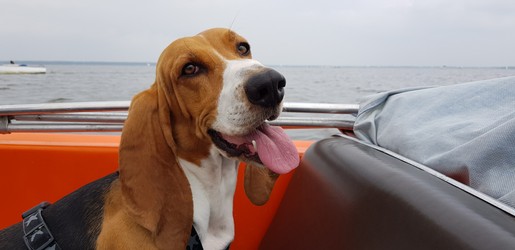 Hund Ernesto sitz in einem Boot und schaut in die Kamera