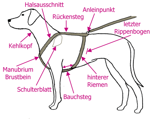 Wichtige Bezugspunkte am Hund und am Geschirr als schematische Zeichnung