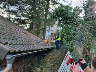Hund auf Dach Der Suchhund sitzt auf einem Dach welches auf Hüfthöhe an einen schmalen Trampelpfad grenzt auf welchem sich die gesuchte Person befindet.