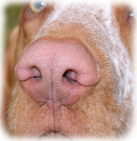 Hundenase Bild mit einer Hundeschnautze. Der Fokus liegt dabei auf der Nase.