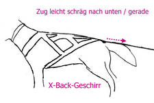X-Back-Geschirr am Hund